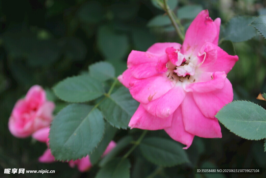 月季花  