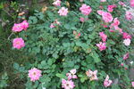 月季花 