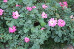 月季花 