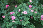 月季花 