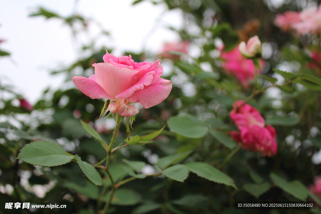 月季花 