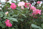 月季花  