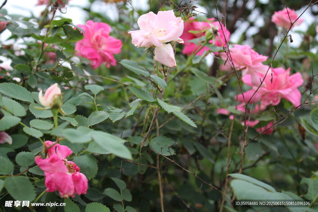 月季花  