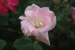 月季花 