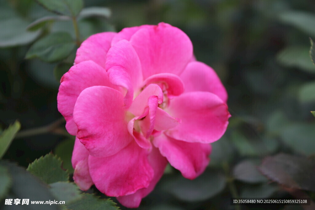 月季花 
