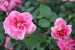 月季花 