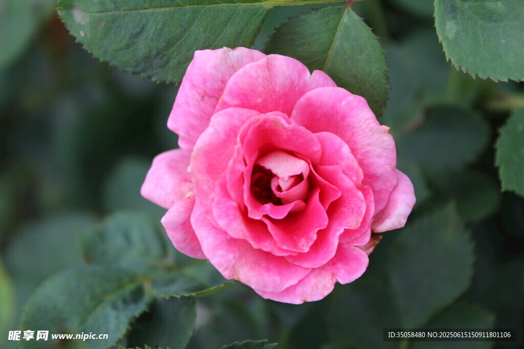 月季花  