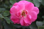 月季花  