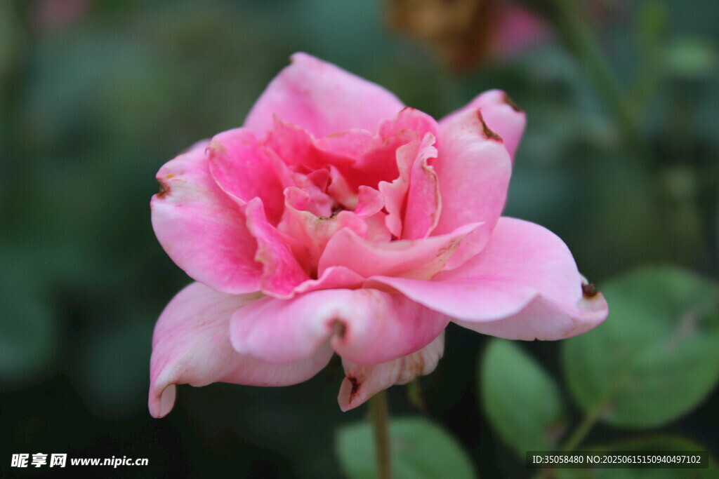 月季花  