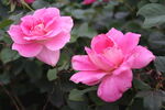 月季花  