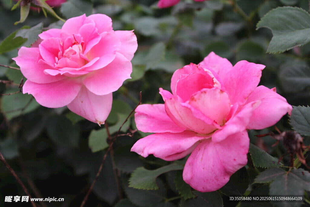 月季花  