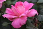 月季花 