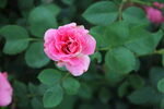 月季花 