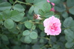 月季花  