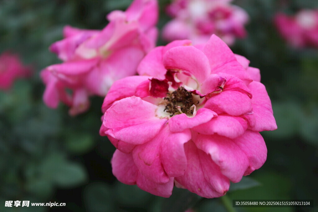 月季花  