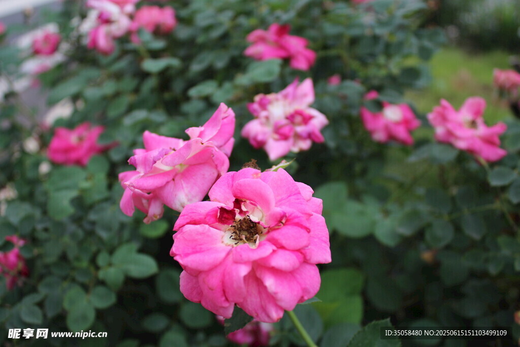 月季花 