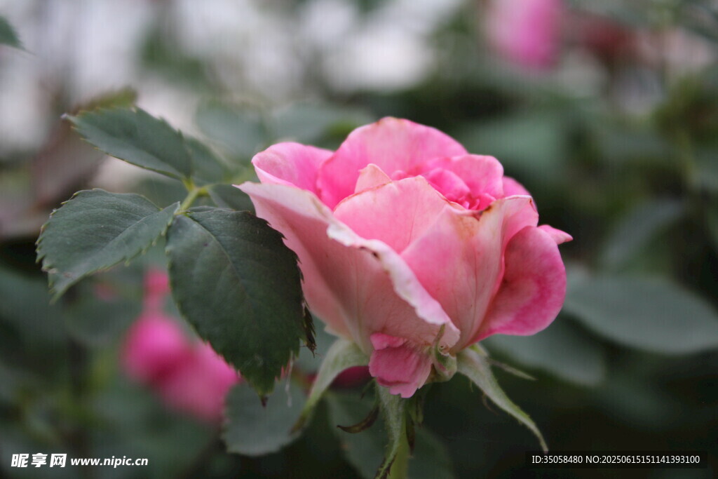 月季花  