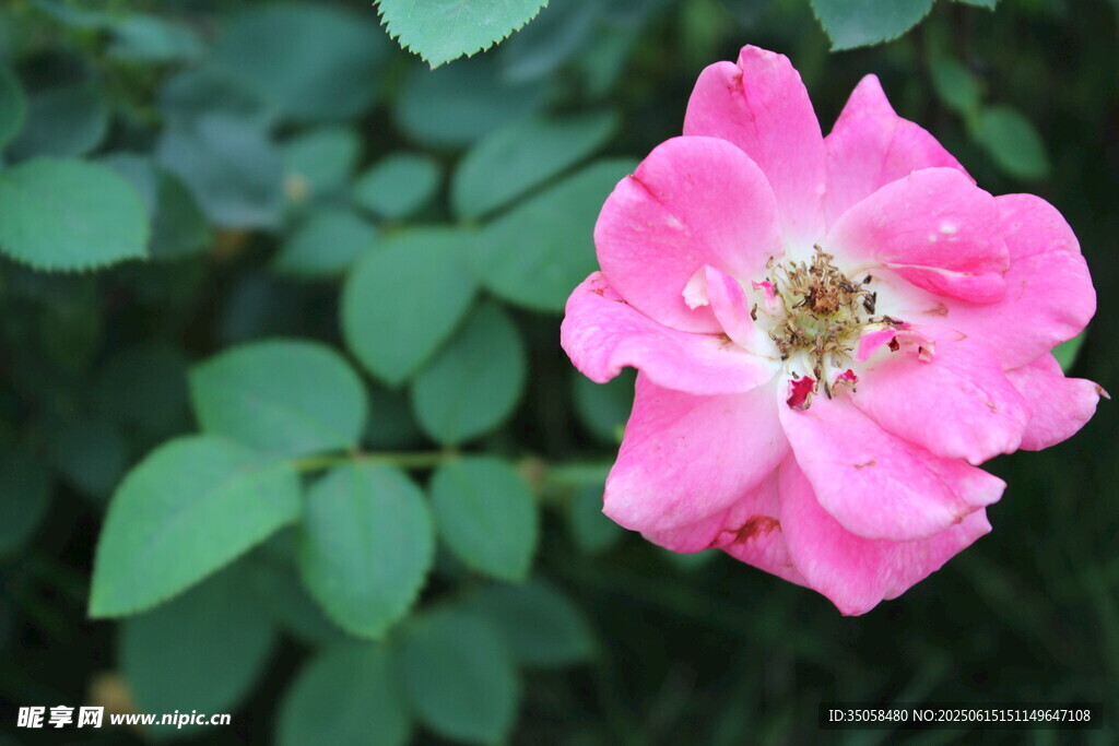 月季花 
