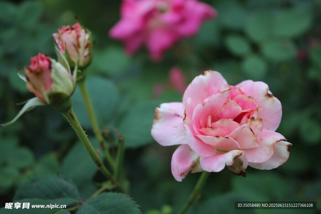 月季花  