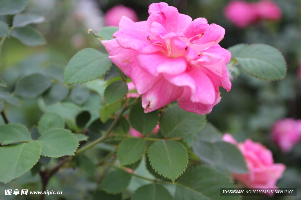月季花 
