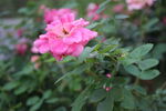 月季花  