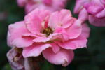 月季花 