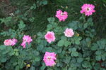 月季花 
