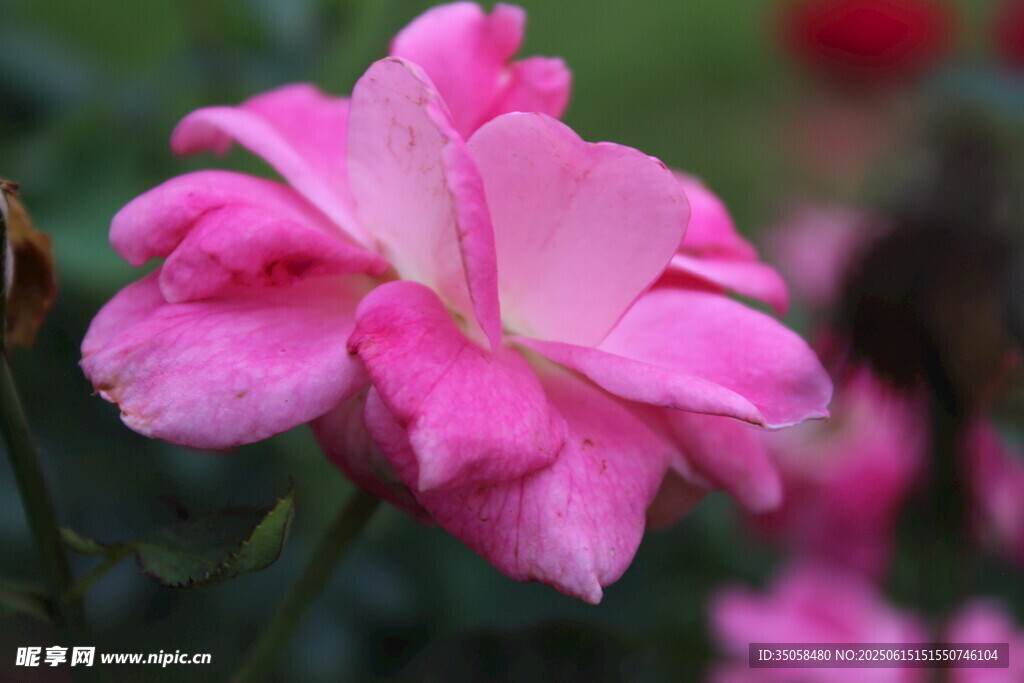 月季花 