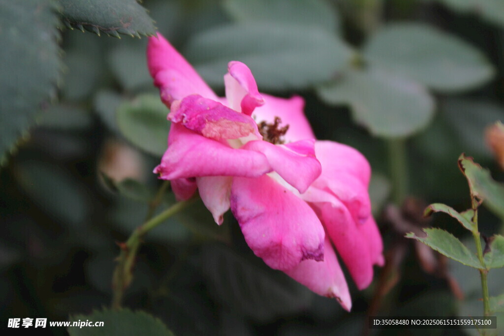 月季花 