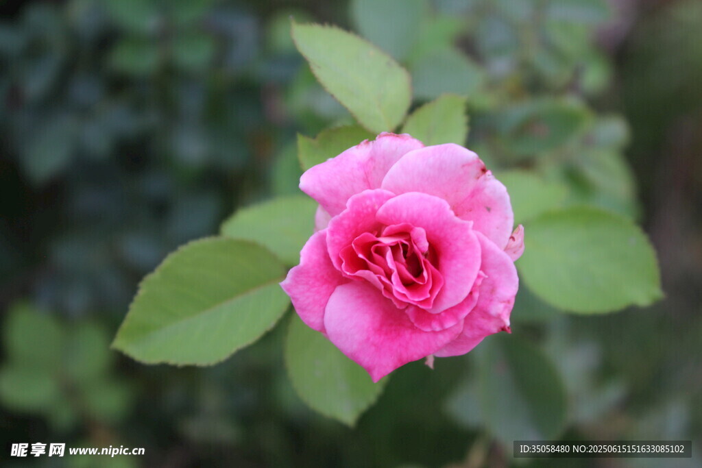 月季花  
