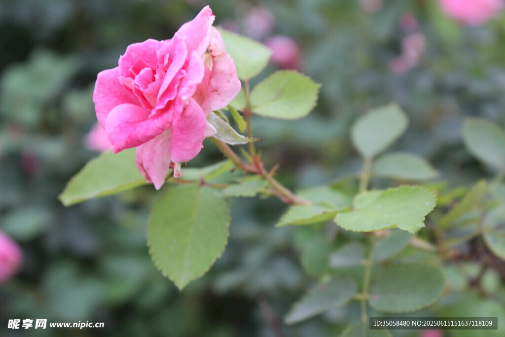 月季花  