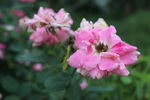 月季花 