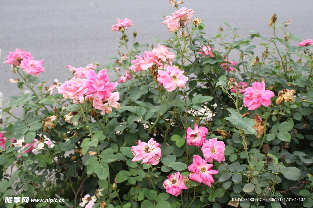 月季花 