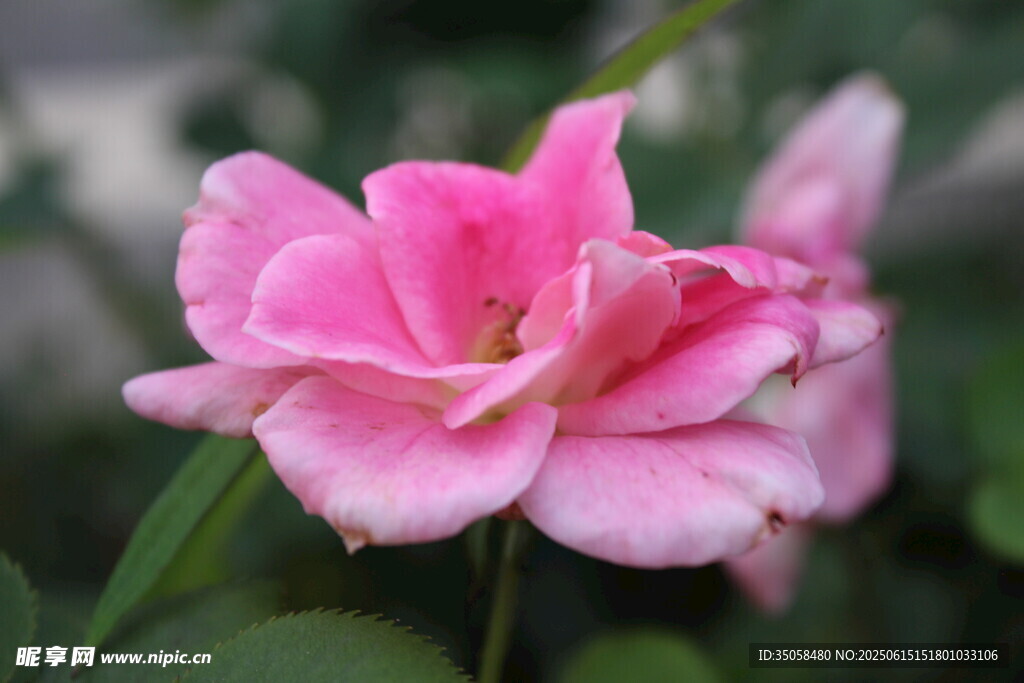 月季花  