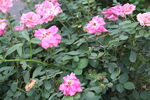 月季花  