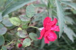 月季花 