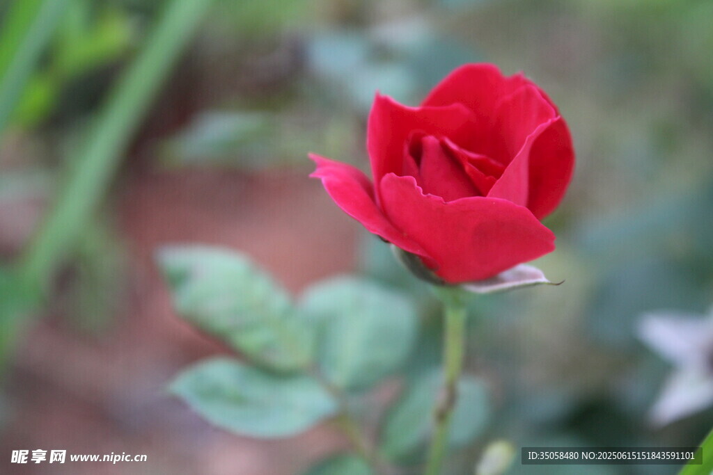 月季花  