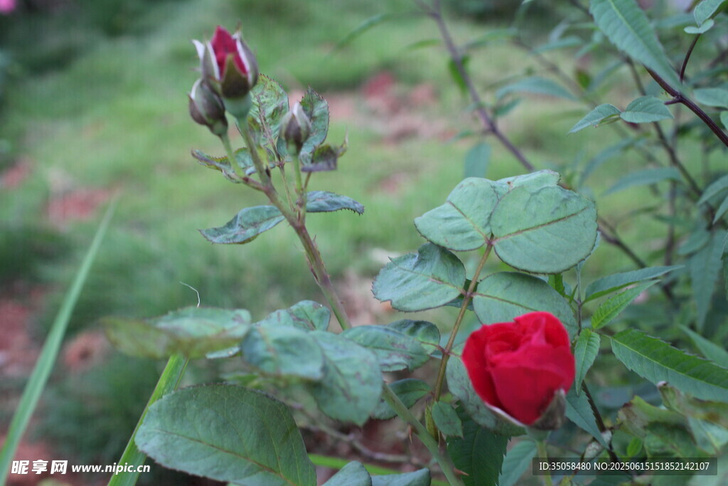 月季花 