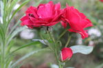 月季花 