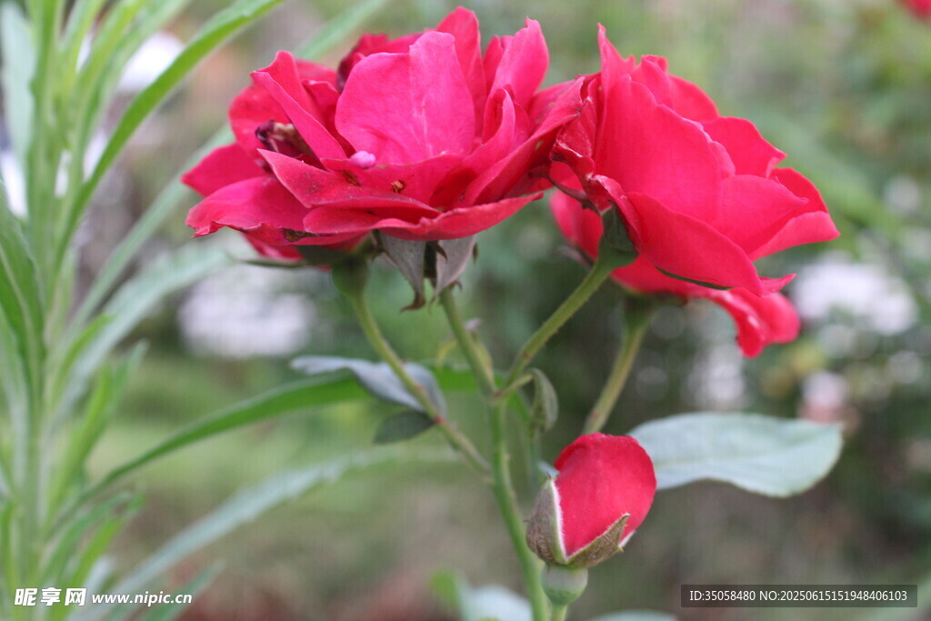 月季花 
