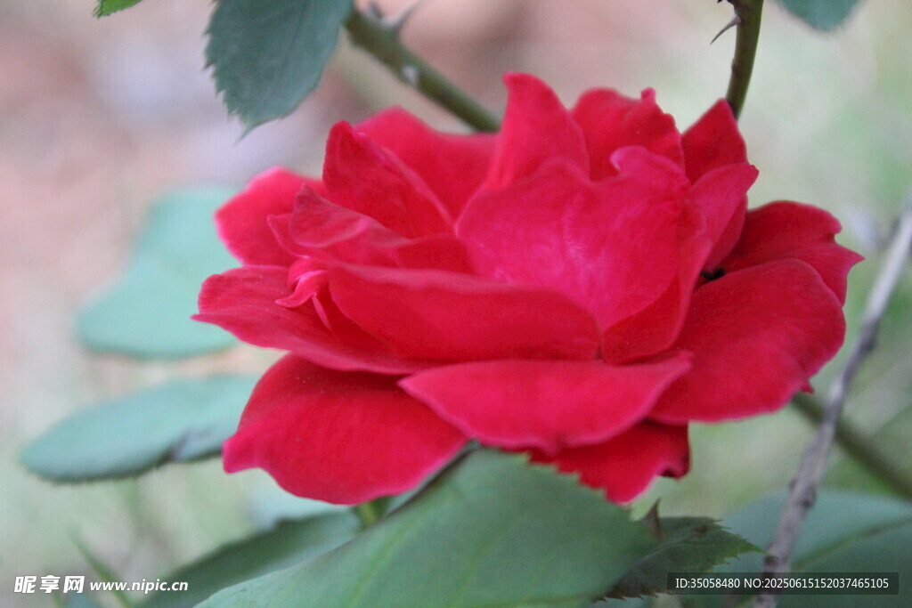 月季花  