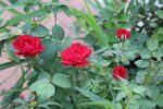 月季花 