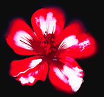 红色花朵特写