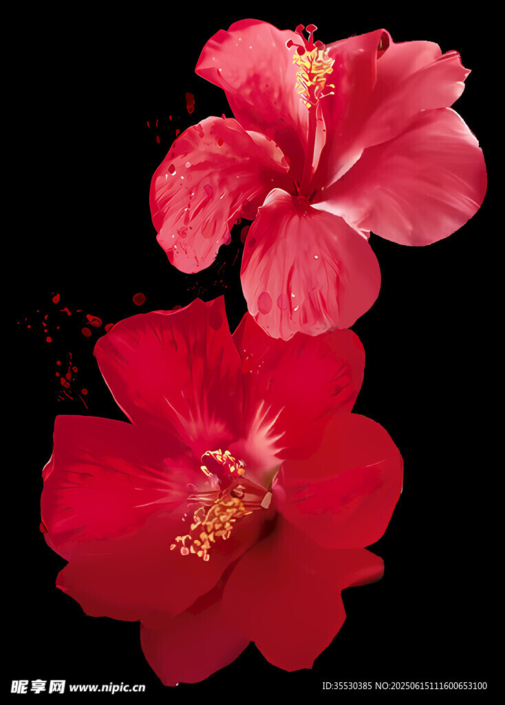 艳丽朱槿花