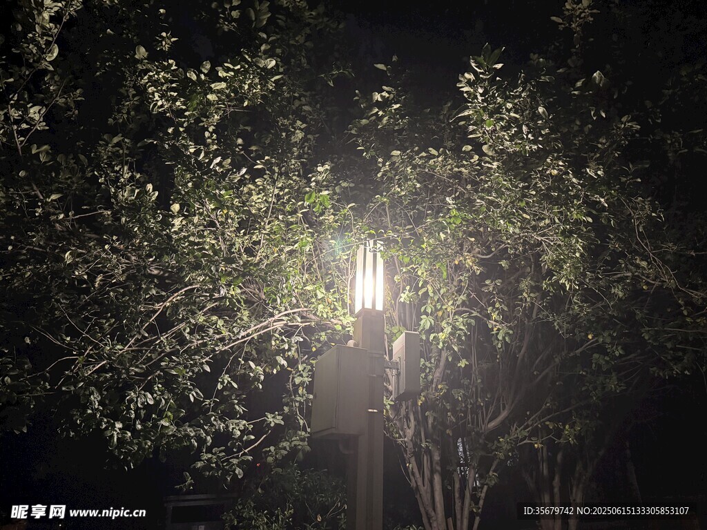 夜晚路灯下的繁茂树木