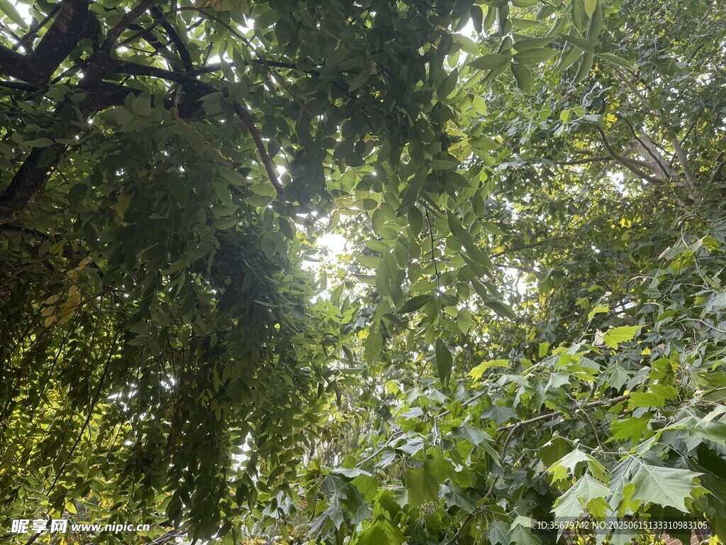 阳光洒落茂密绿荫