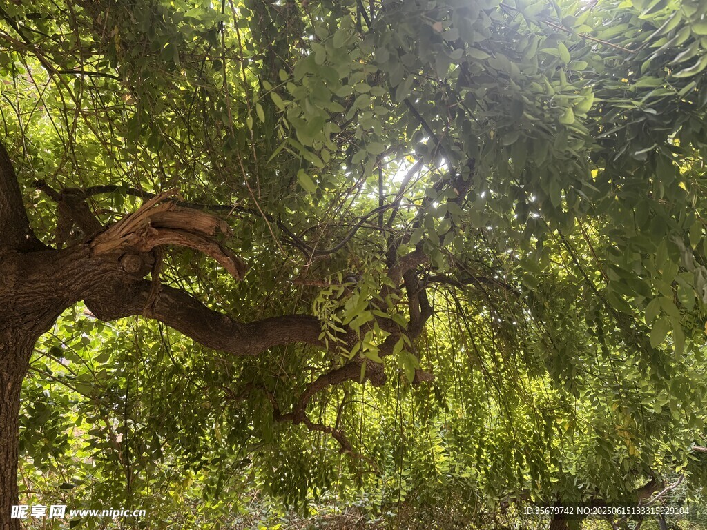 繁茂大树下的绿意景致
