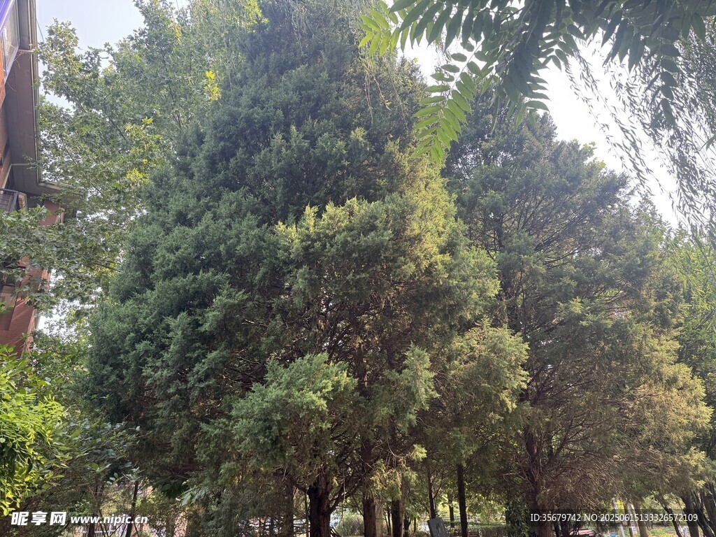茂密树林景观