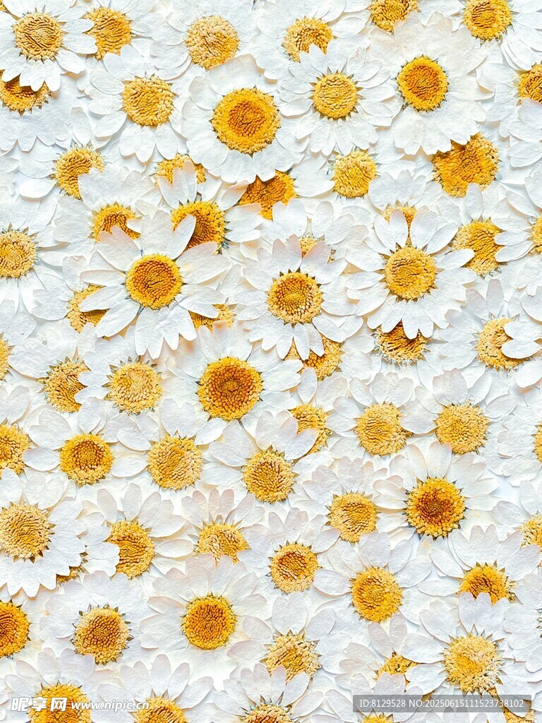 小雏菊铺满画面的美丽景象