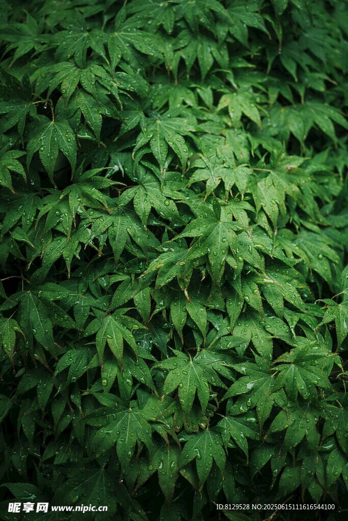 茂密绿叶植物背景图